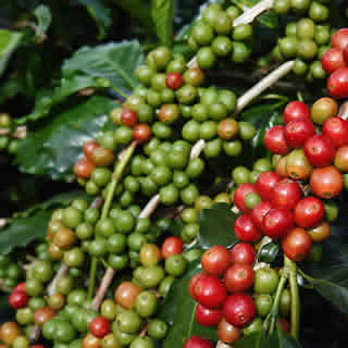 Café - Calcários Agro Terra