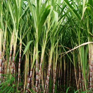 Cana de Açúcar - Calcários Agro Terra