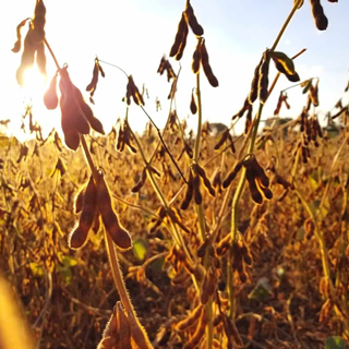 Soja - Calcários Agro Terra